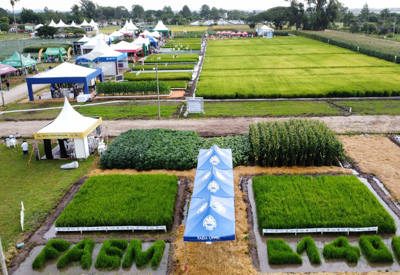 Abertura da colheita do arroz 2023