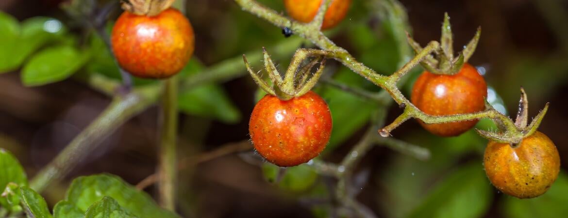 Alguns tomates na ilha de Galápagos estão regredindo à sua forma ancestral