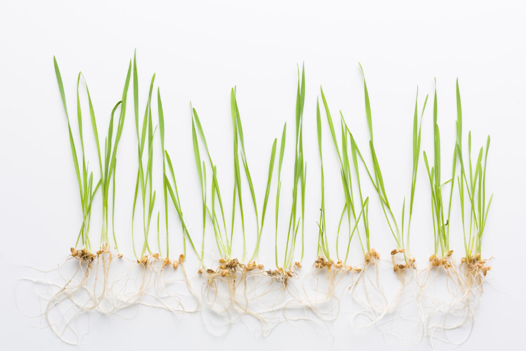 Novas tolerâncias mínimas de germinação são estabelecidas para sementes de “qualidade superior” de soja, girassol, trigo e milho na Argentina