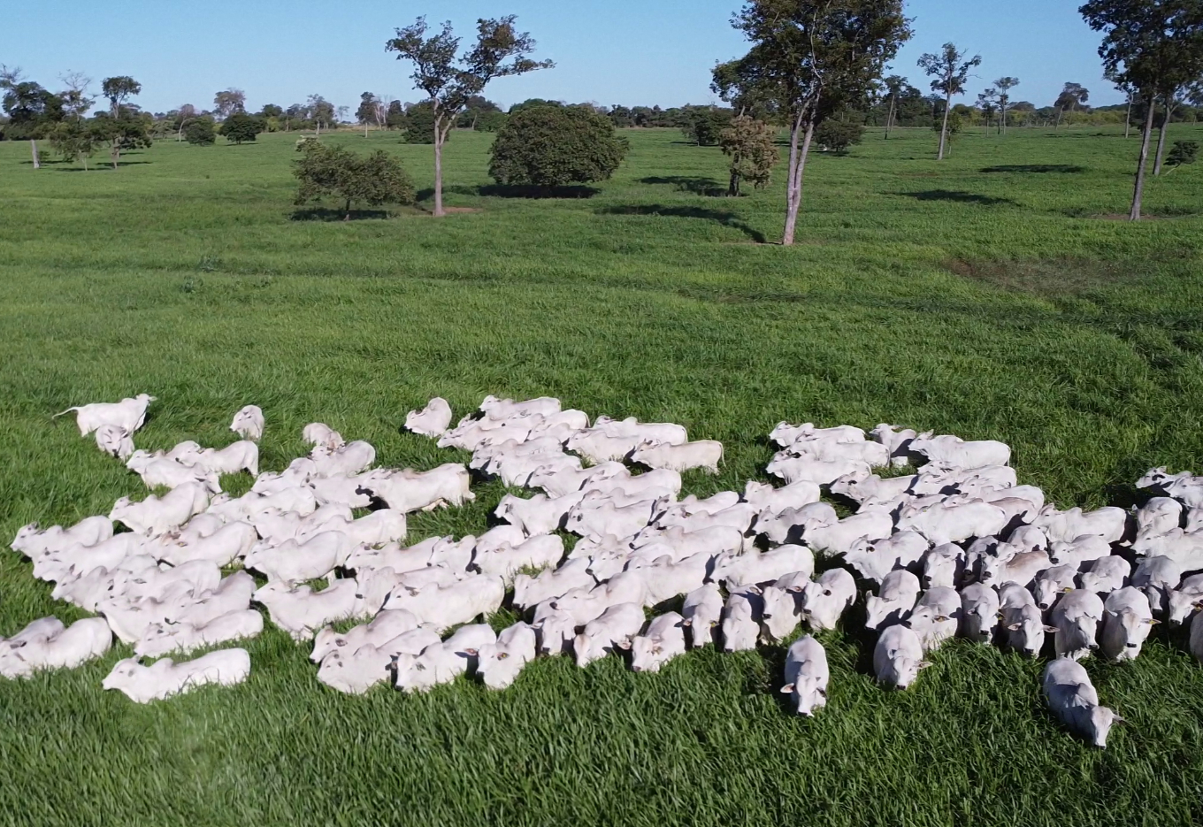 Matsuda e a sempre busca pela inovação