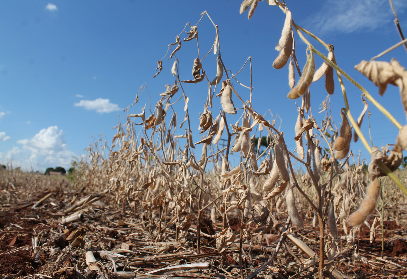 A agricultura cada vez mais ameaçada pela escassez hídrica