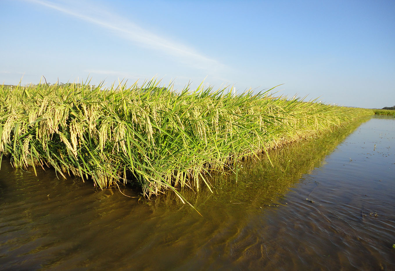 Novas Variedades e Híbridos de Arroz Irrigado