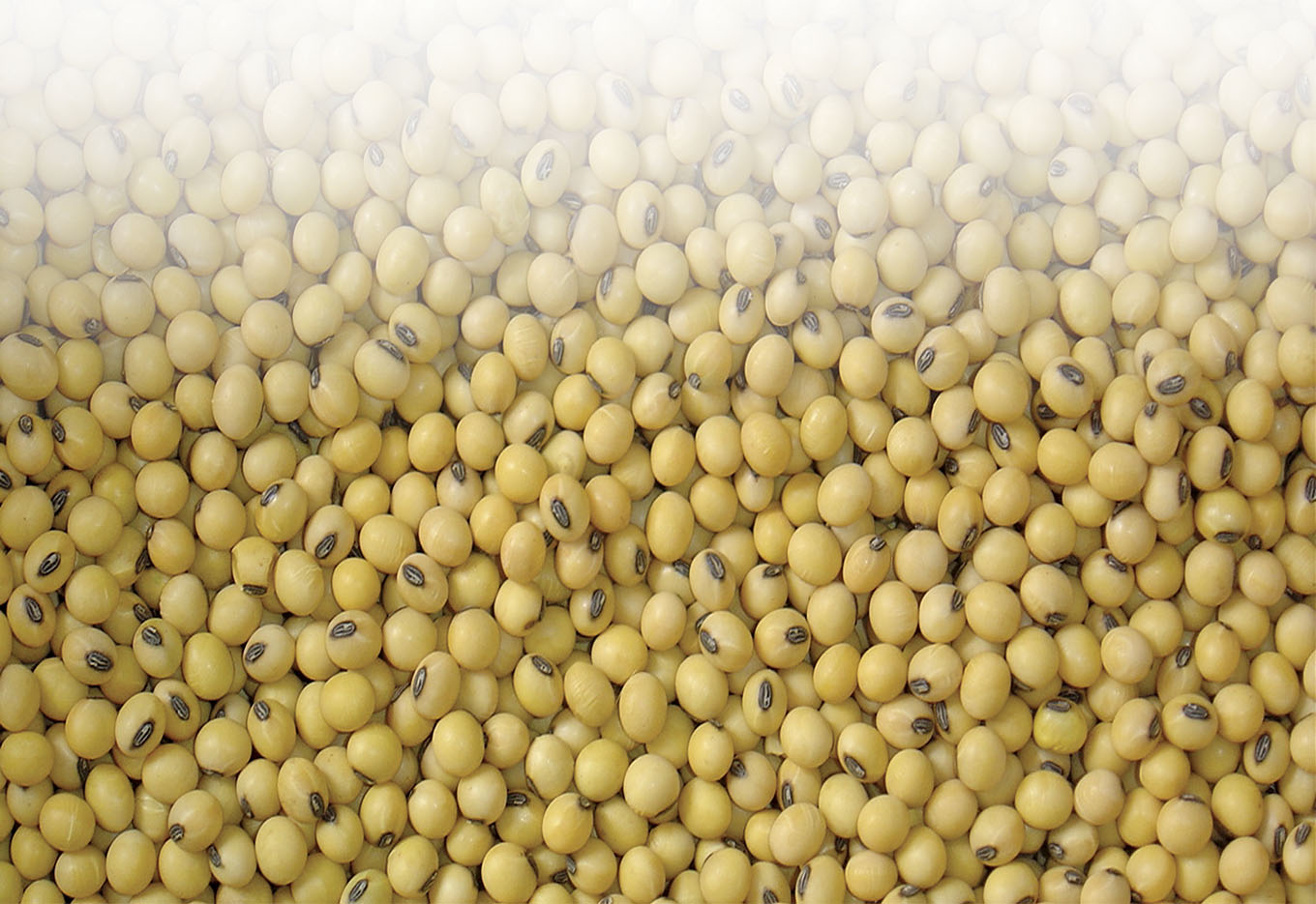 ABRASS agrega Produtores de Sementes de Soja do país