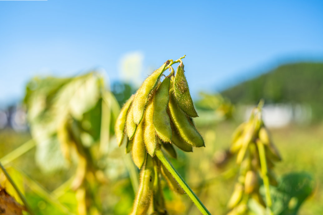 A evolução das variedades de soja lançadas na China nos últimos 40 anos com ênfase no número de vagens por planta