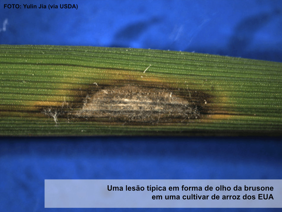 Graças ao CRISPR, os agricultores podem finalmente ter uma boa defesa contra a brusone do arroz