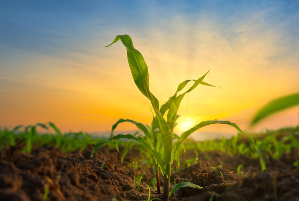 Bactérias do solo editadas por genes fornecem mais nitrogênio ao milho e reduzem o uso de fertilizantes