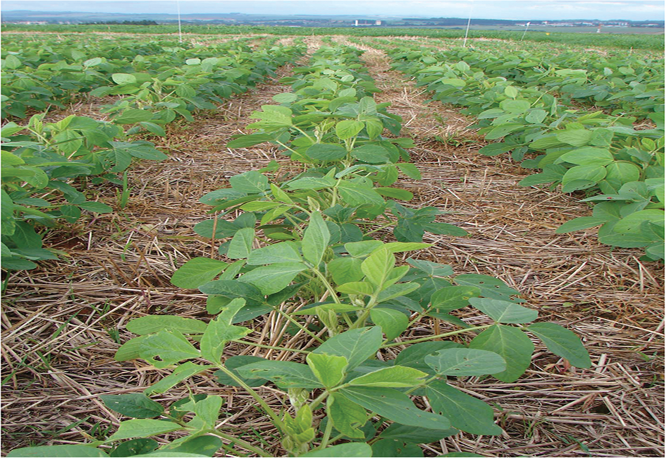 Grandes avanços ao alcance do agricultor