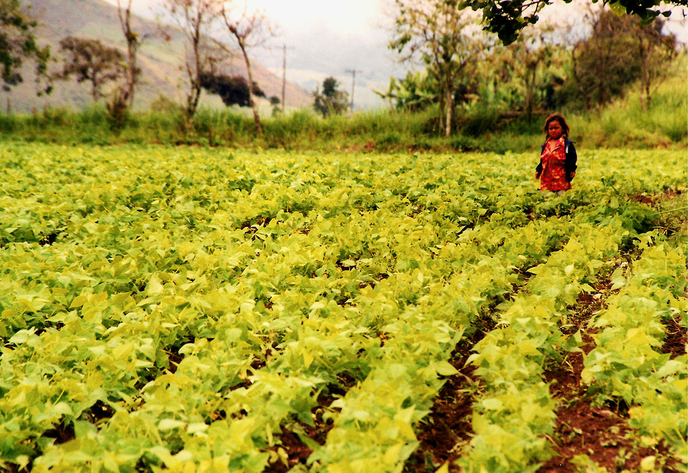 A agricultura em Cuba