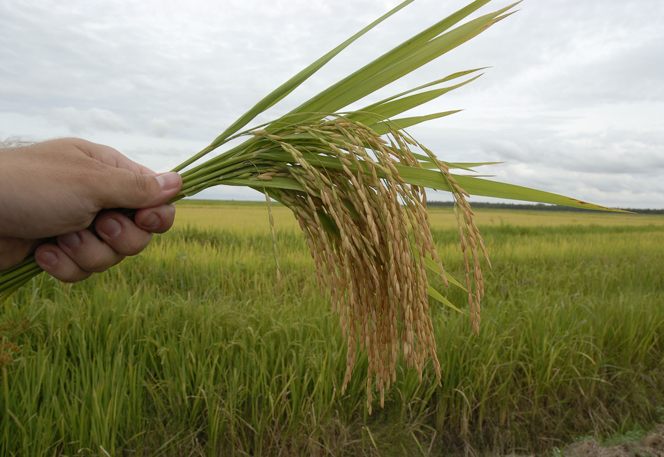 O Negócio de Sementes de Arroz