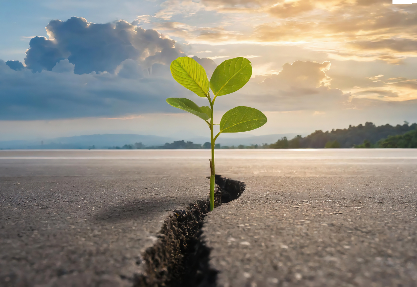 A semente percorre um longo caminho até tocar o solo fértil
