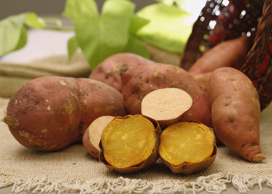 Embrapa apresenta batata-doce biofortificada e de alta produtividade