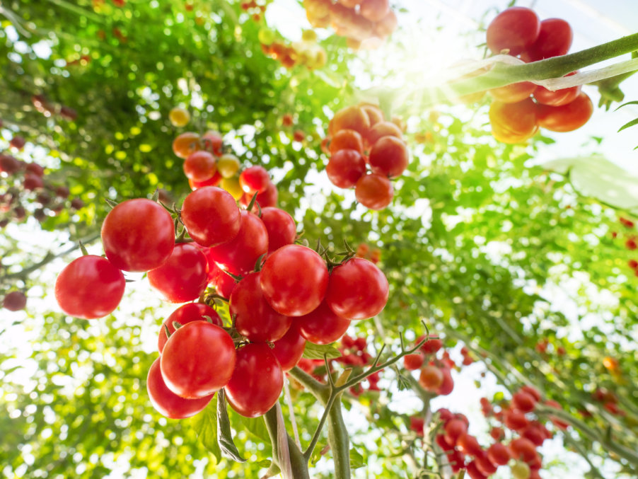 Tomates enriquecidos com vitamina D3 através da edição de genes