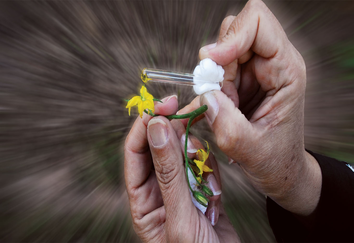 A contribuição do melhoramento vegetal para a agricultura