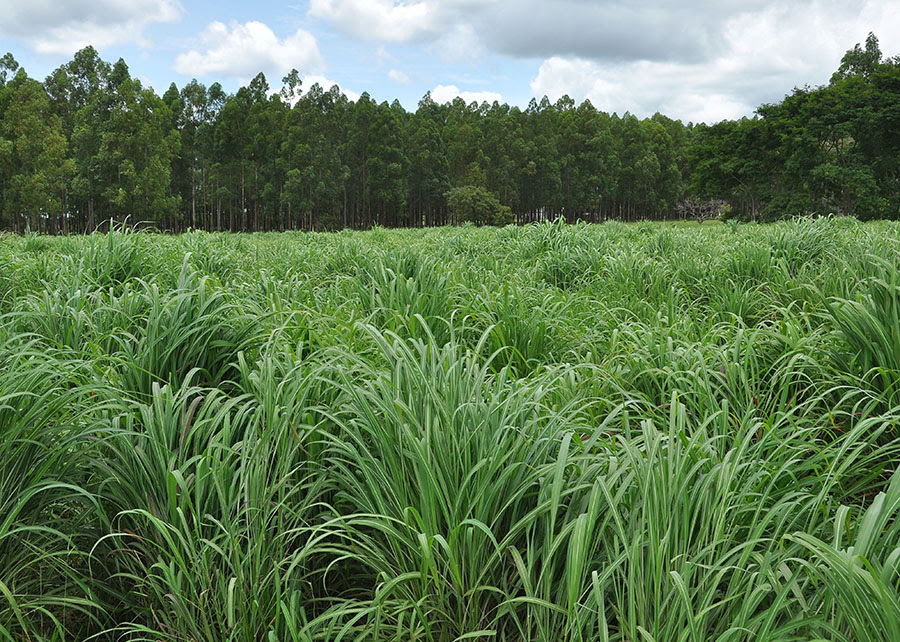 EMBRAPA lança nova cultivar de capim-andropogon que apresenta maior produtividade em áreas de baixa fertilidade