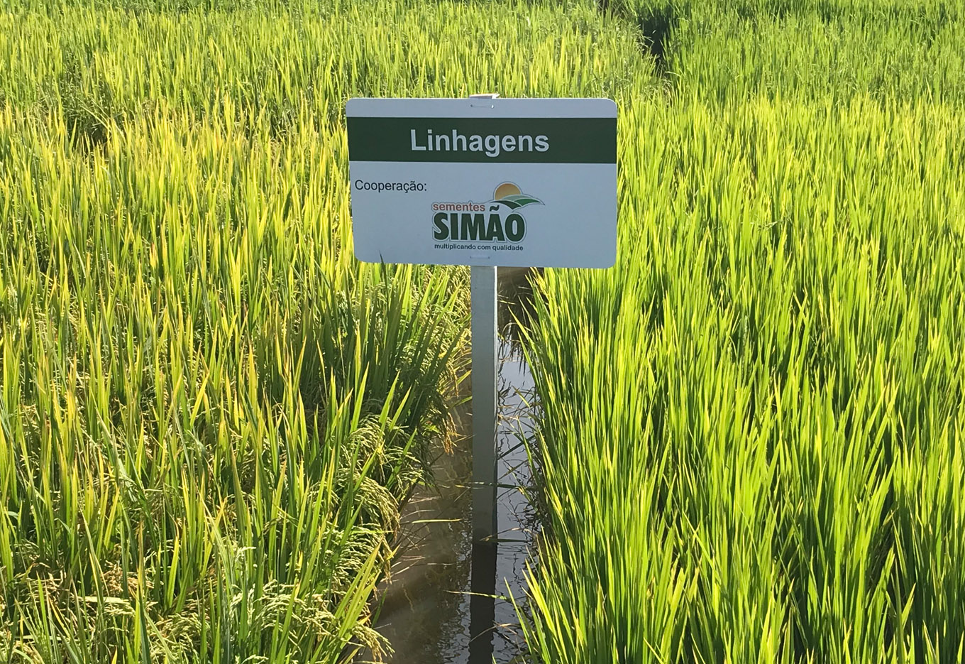 Promovendo as sementes