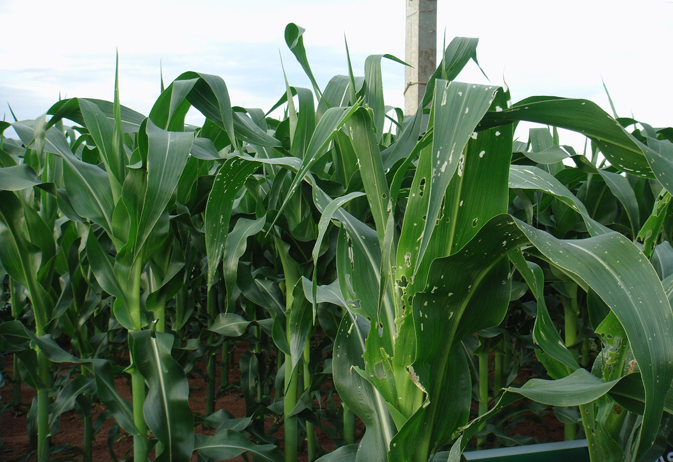 Brasileiros testam 48 transgênicos