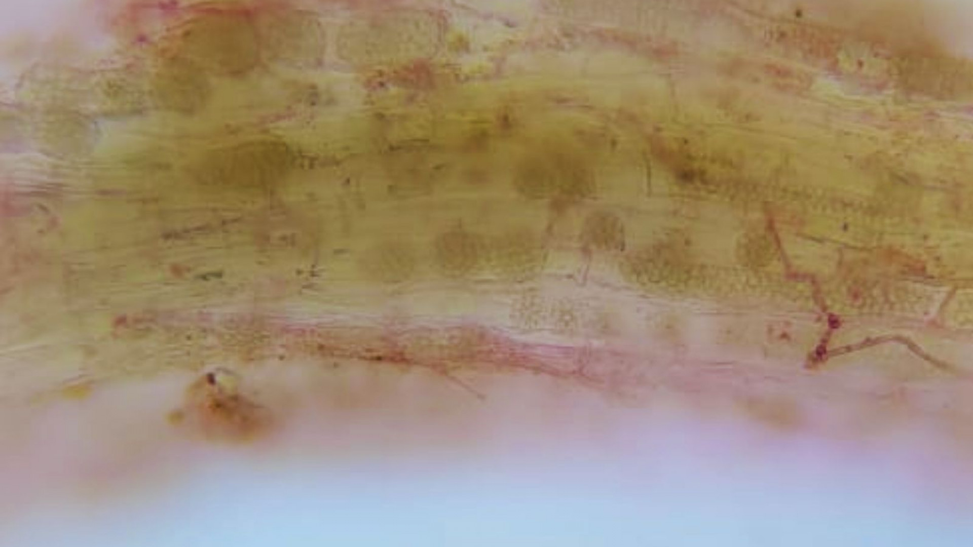 Pesquisadores identificam o vírus do mosaico necrótico do arroz
