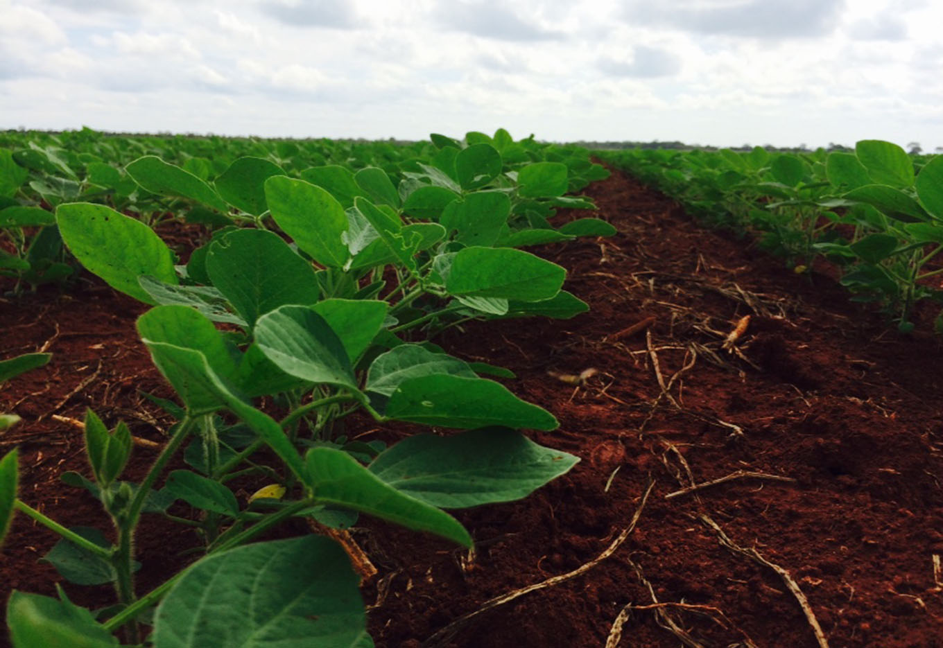 Sinal Verde para a Soja Transgênica