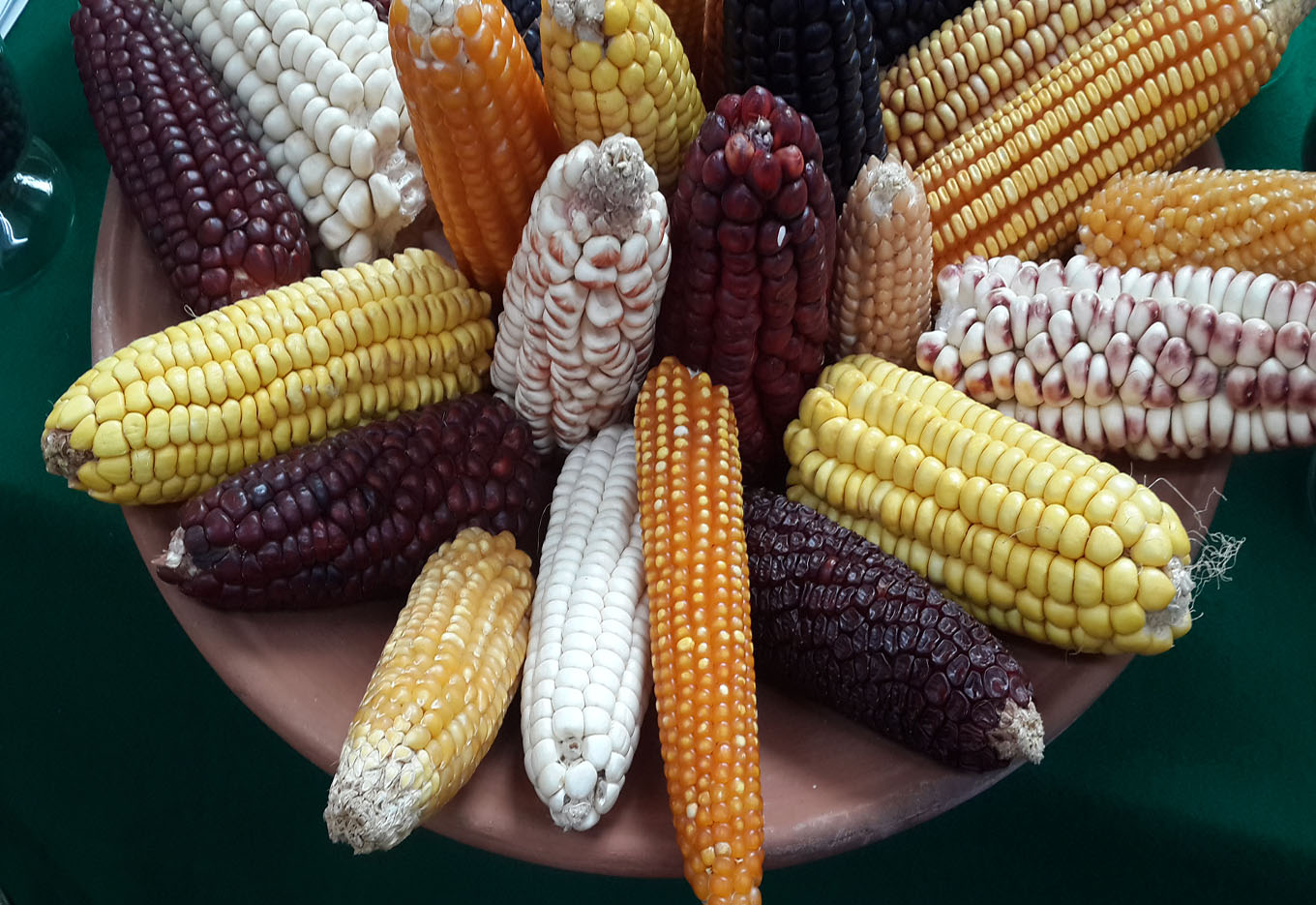 FAO Coordena Tratado Multilateral de Germoplasma