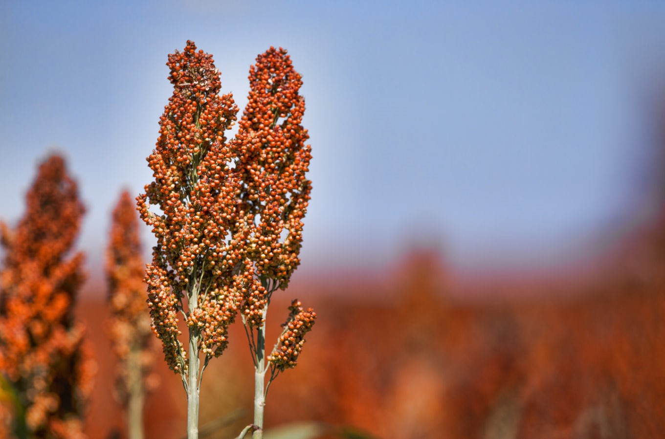 Mercado de sementes de sorgo granífero continua a crescer no Brasil