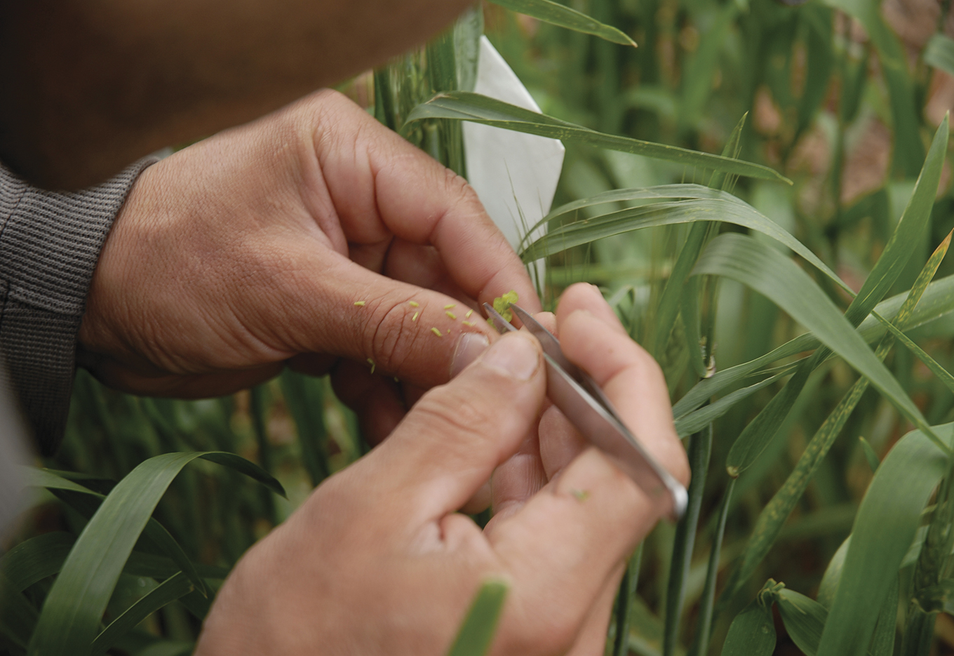 A Arte do Melhoramento Vegetal