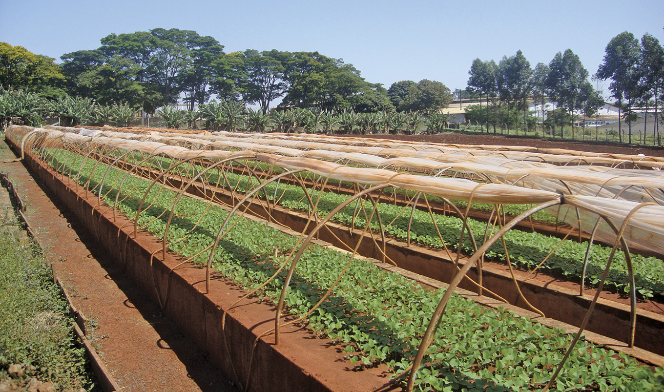 O dia a dia da produção de sementes de uma cooperativa