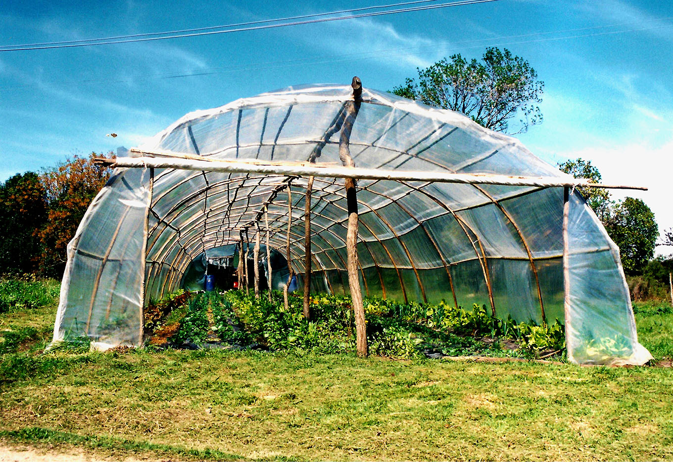Híbridos de Hortaliças