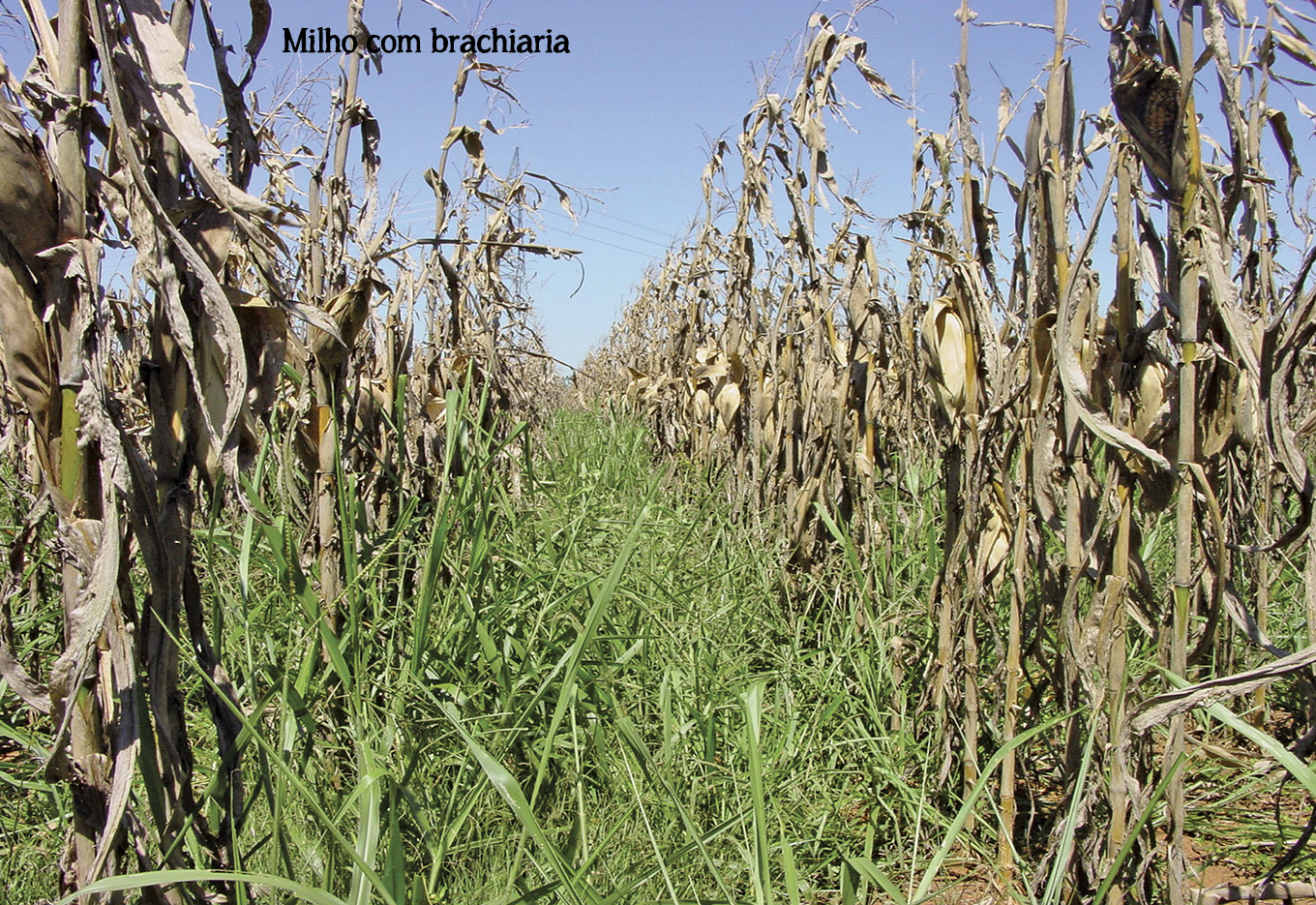 O negócio de sementes de forrageiras no Brasil