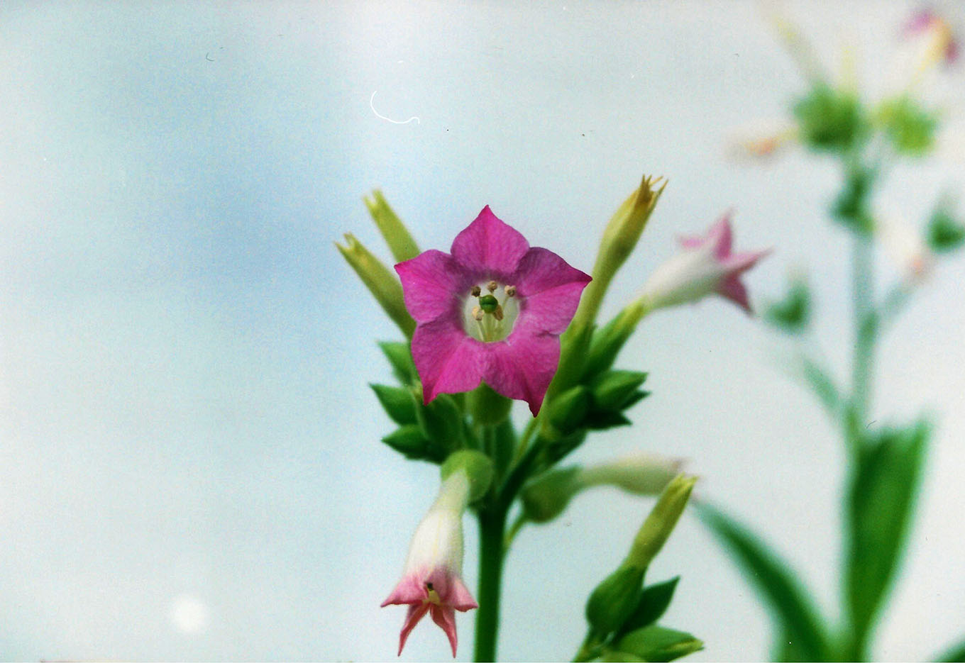 Sanidade das Sementes de Flores
