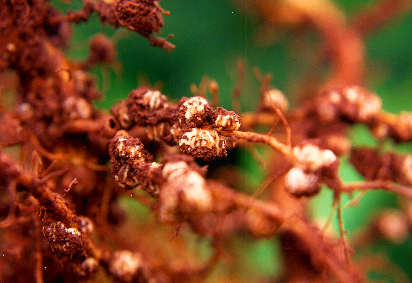 Inoculantes, Solução para as Leguminosas