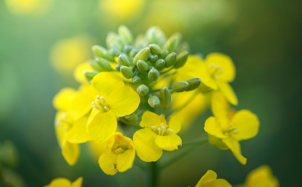 Canola geneticamente modificada resistente a doenças recebe sinal verde nos Estados Unidos