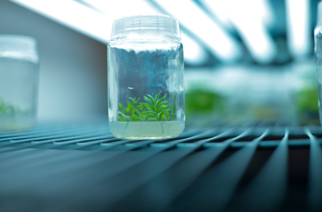 Pesquisadores publicam método sem hormônios para regeneração de plantas