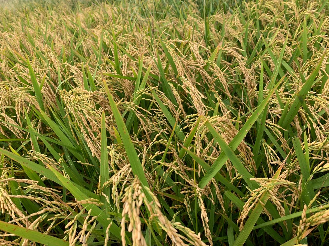 Visitas técnicas e palestras promovem o cultivo de arroz em terras altas no norte de MT Visitas técnicas e palestras promovem o cultivo de arroz em terras altas no norte de MT
