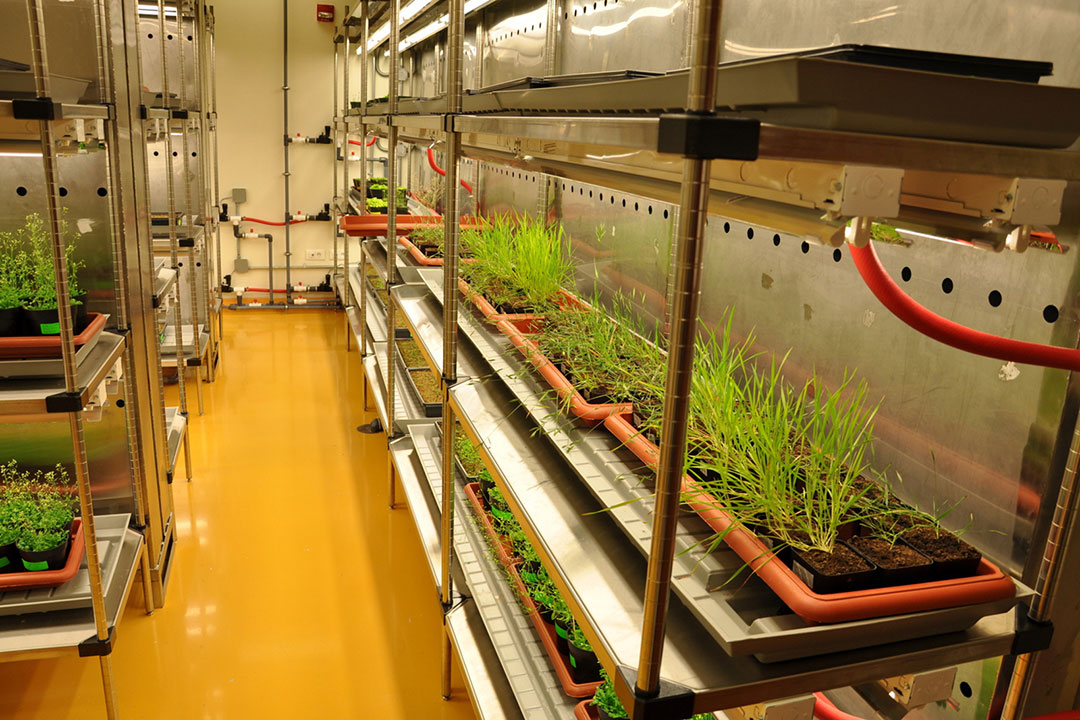 As plantas reorganizam suas proteínas para proteger a fotossíntese durante o calor extremo