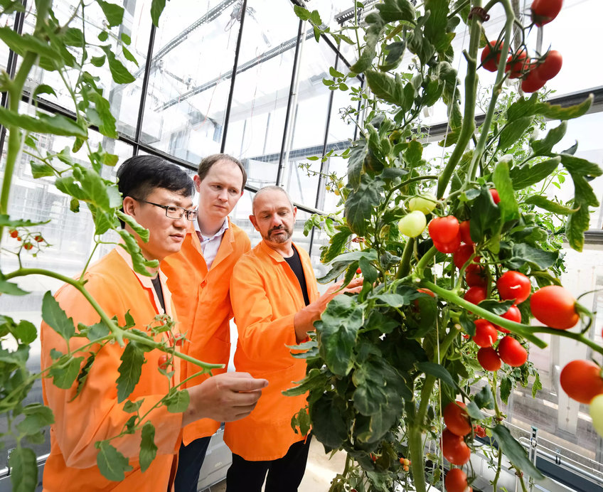 Pesquisadores desenvolvem uma técnica que permite a criação de plantas híbridas sem perda de heterose na próxima geração