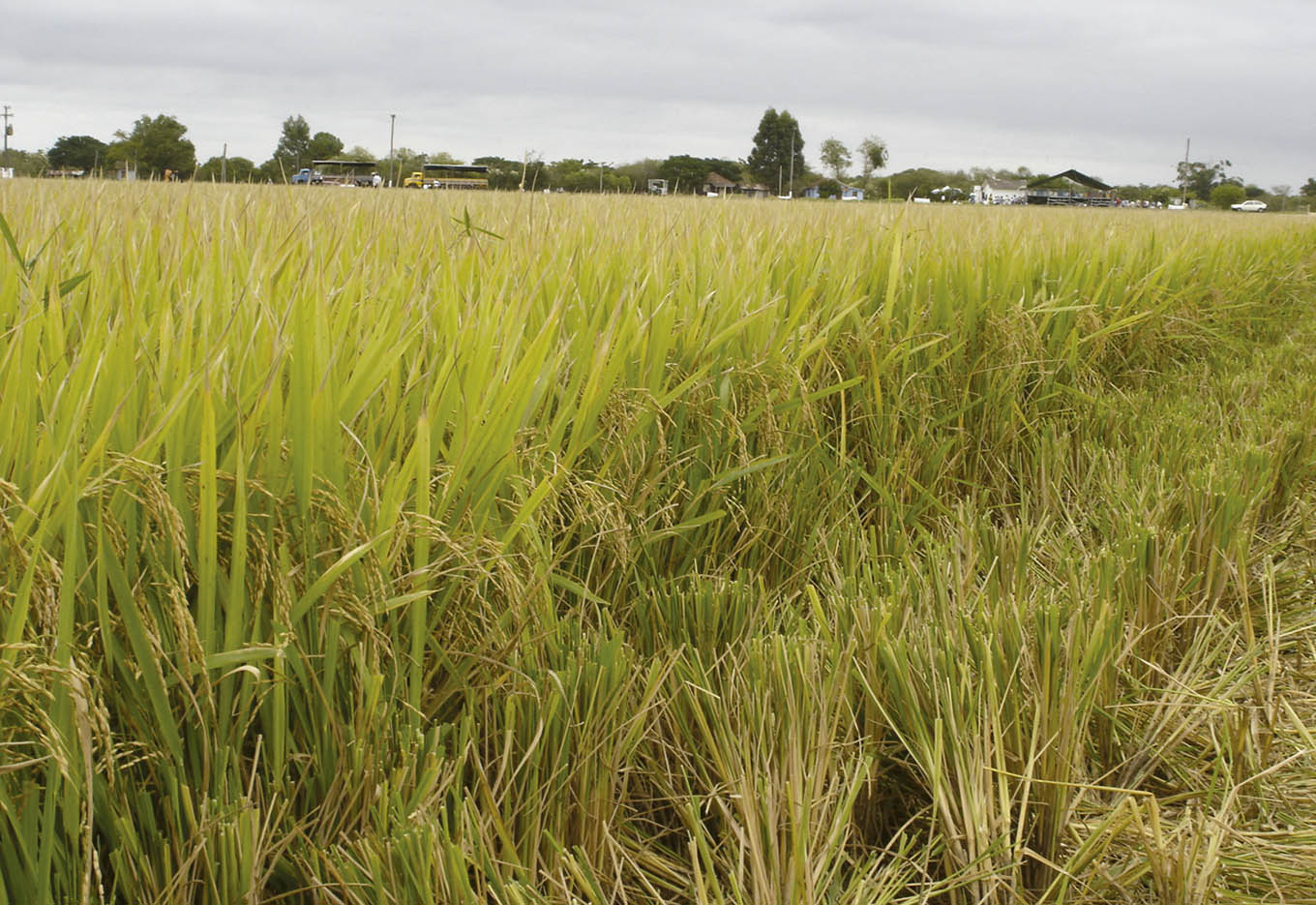 Tecnologia Clearfield para Arroz é Sucesso no RS