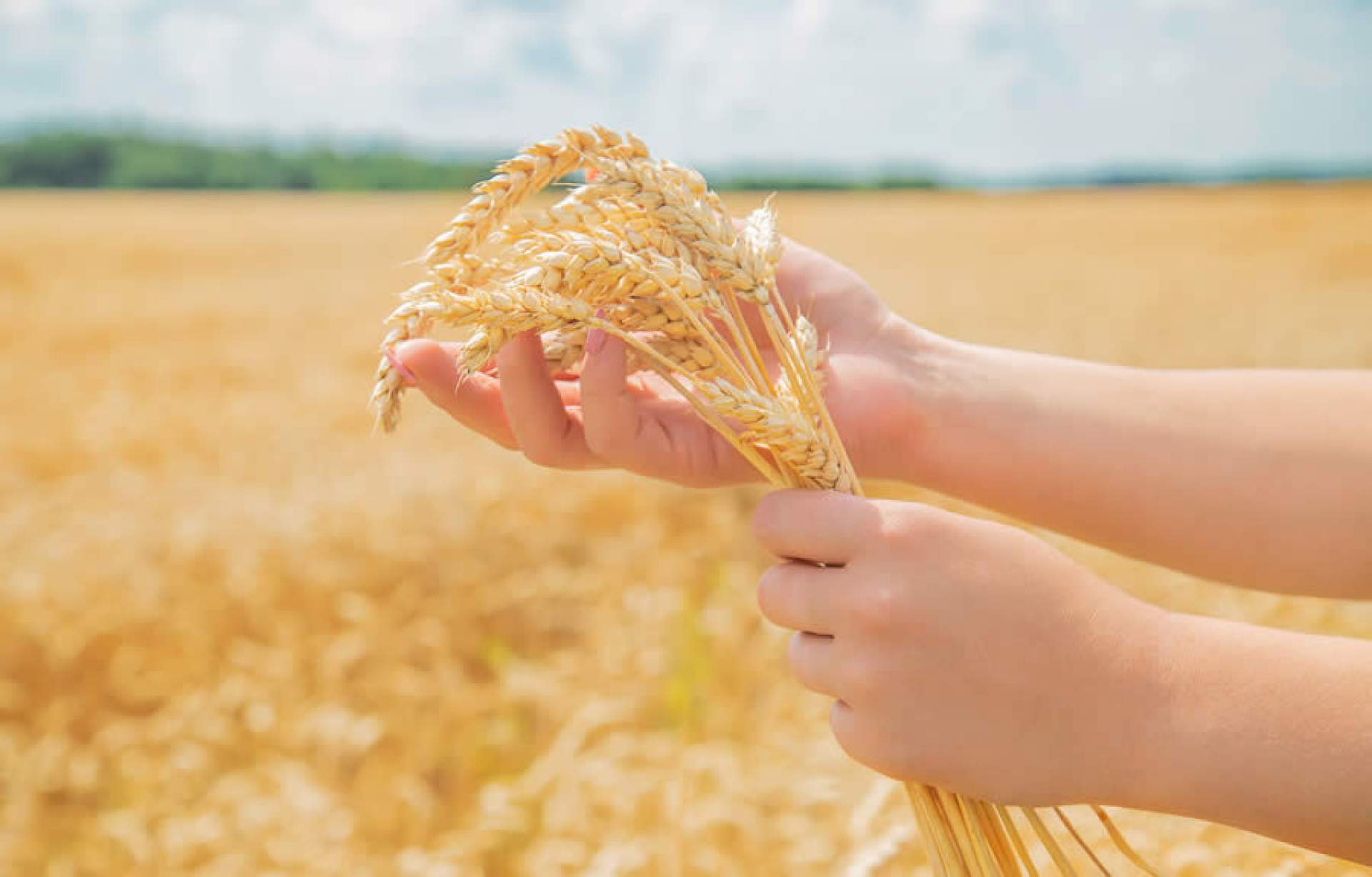 Trigo sem glúten pode começar a ser plantado em 2027 Trigo sem glúten pode começar a ser plantado em 2027