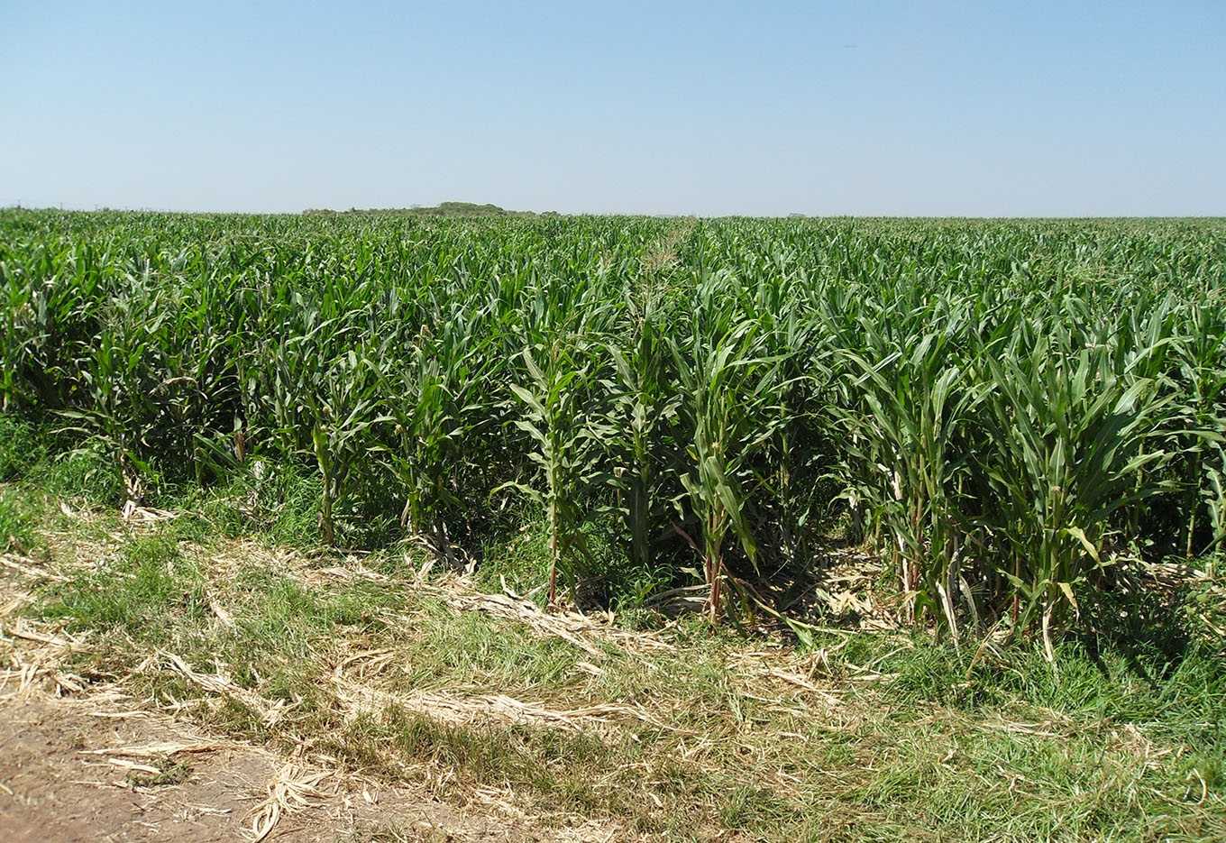 Plataforma de Sementes para América Latina e Caribe