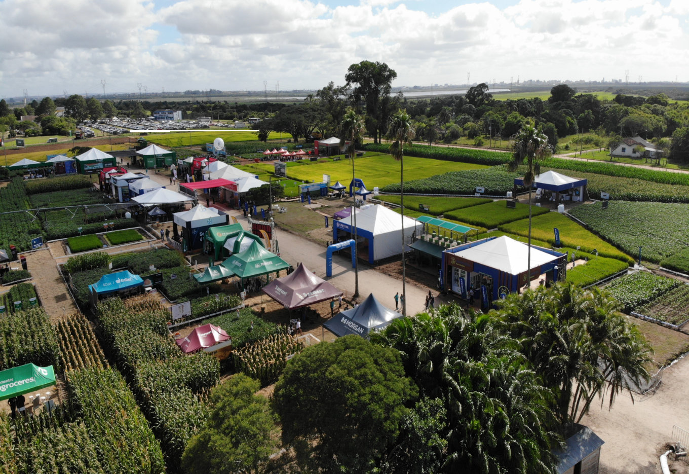 Os avanços agronômicos na 34a abertura da colheita de arroz irrigado