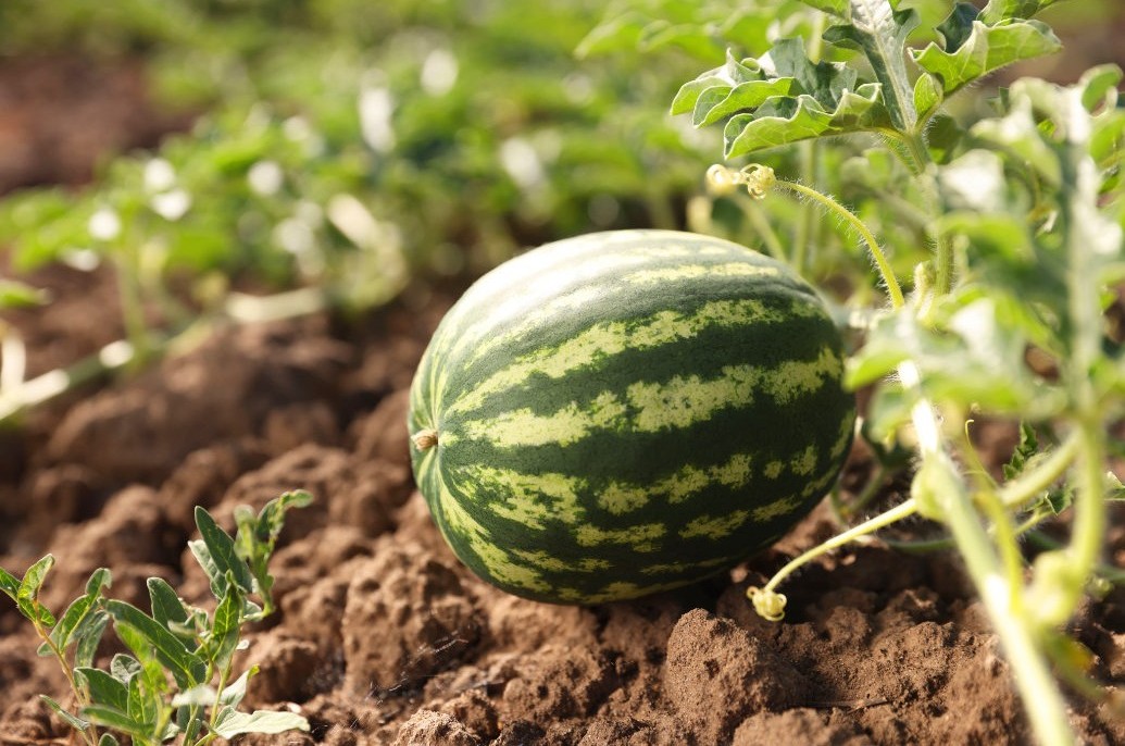 Pesquisadores identificam genes para melancia sem ramificações, impulsionando o melhoramento vegetal