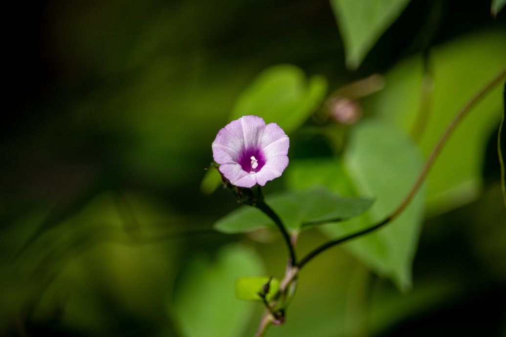 Novo gênero de nematoide no Brasil é descoberto em folhas de corda de viola