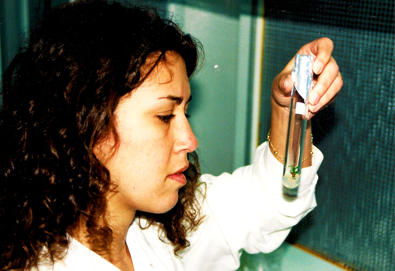 Brasil lançará com atraso suas sementes transgênicas