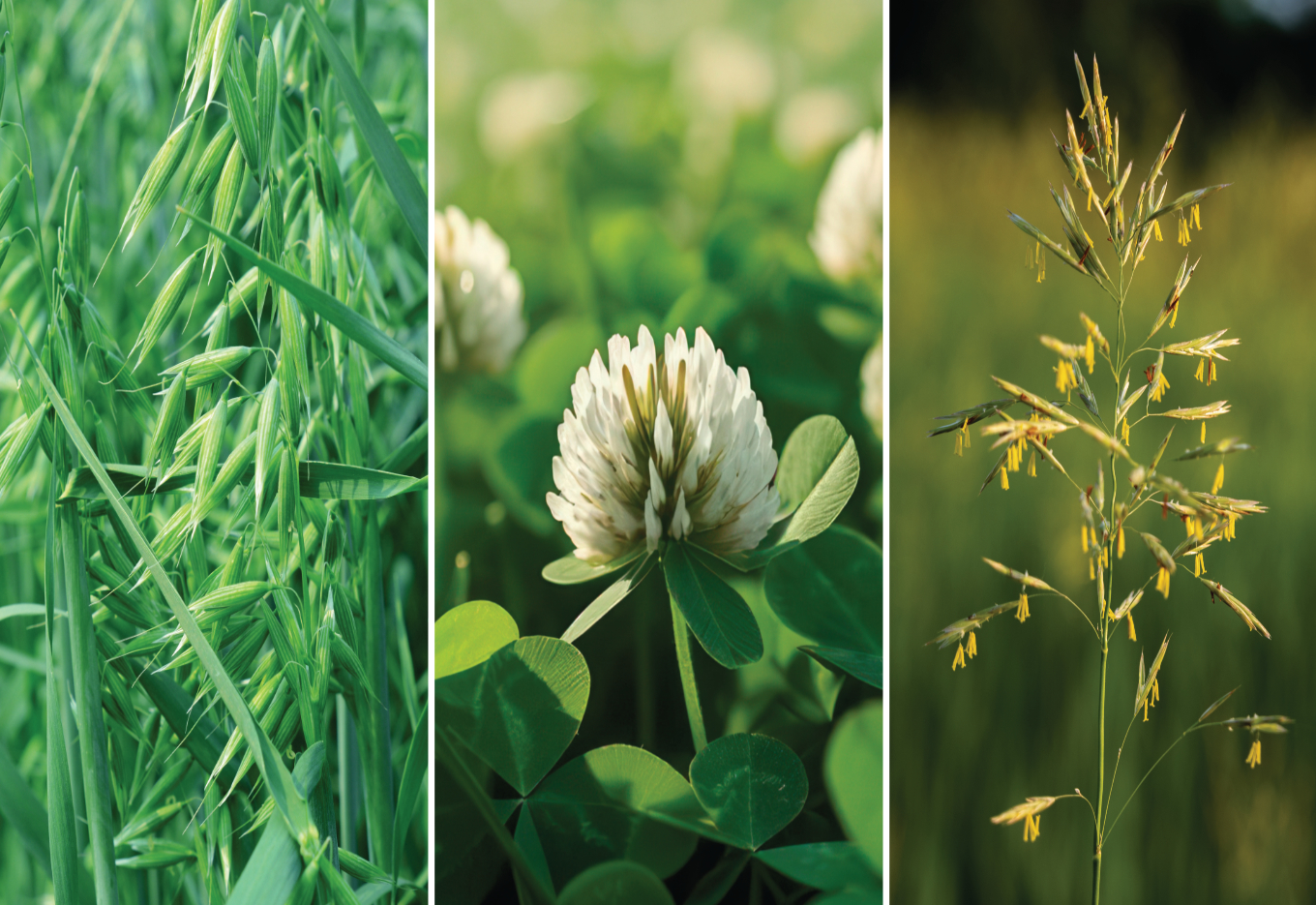 Nova instrução normativa estabelece padrões e normas de produção para sementes de espécies forrageiras de clima temperado