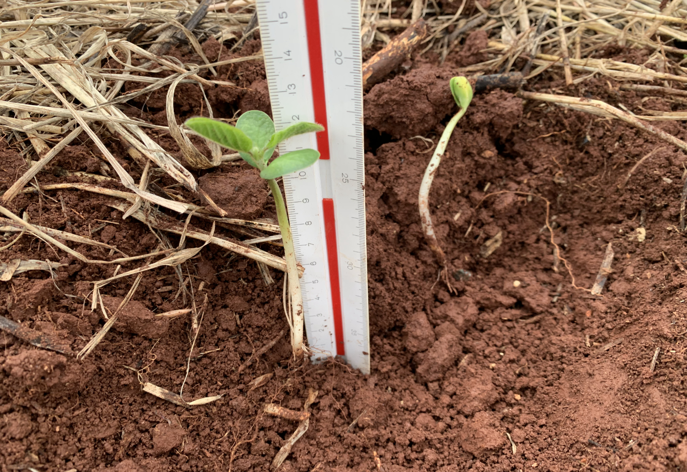 Os impactos da semeadura na construção de plantas uniformes