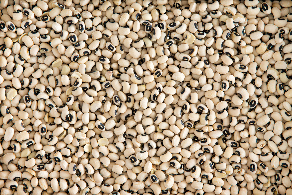 Gana libera feijão-caupi geneticamente modificado para cultivo comercial Gana libera feijão-caupi geneticamente modificado para cultivo comercial