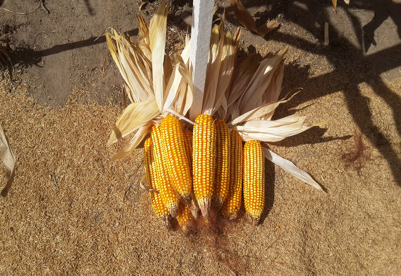 A Pamonha, de Mundinho a Raymond