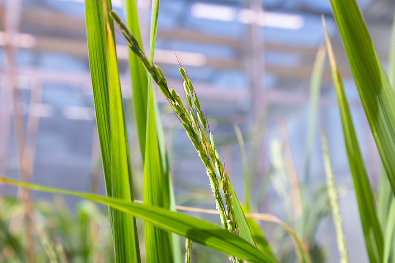 Pesquisadores documentam plantas de arroz capturando e matando lagartas do cartucho Pesquisadores documentam plantas de arroz capturando e matando lagartas do cartucho