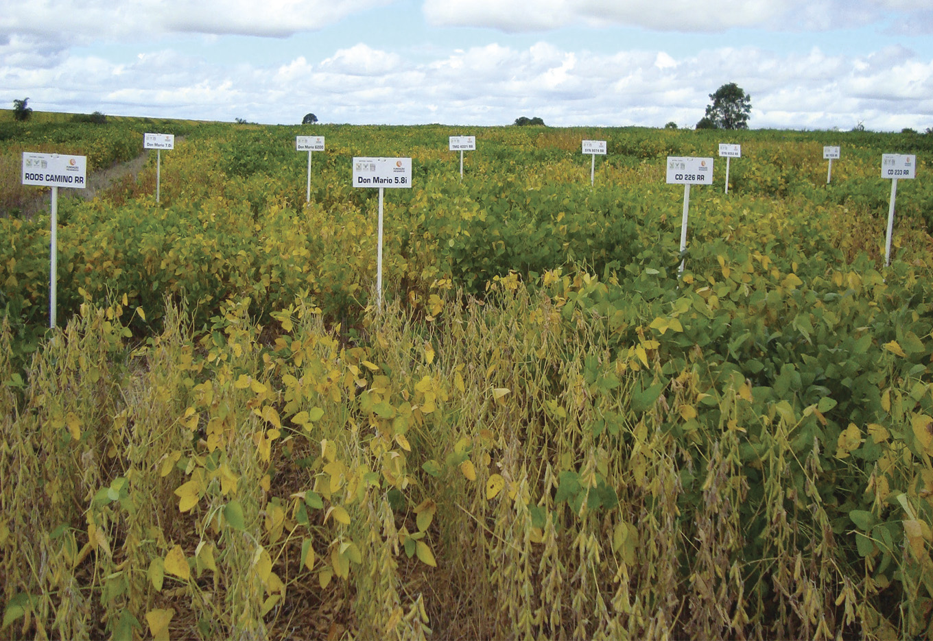 Desempenho de Cultivares de Soja Indicadas pelo Zoneamento Agrícola