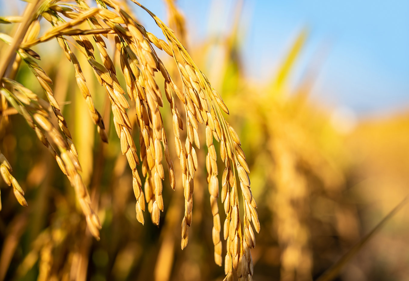 Descobertas as mutações genéticas que teriam possibilitado o cultivo do arroz