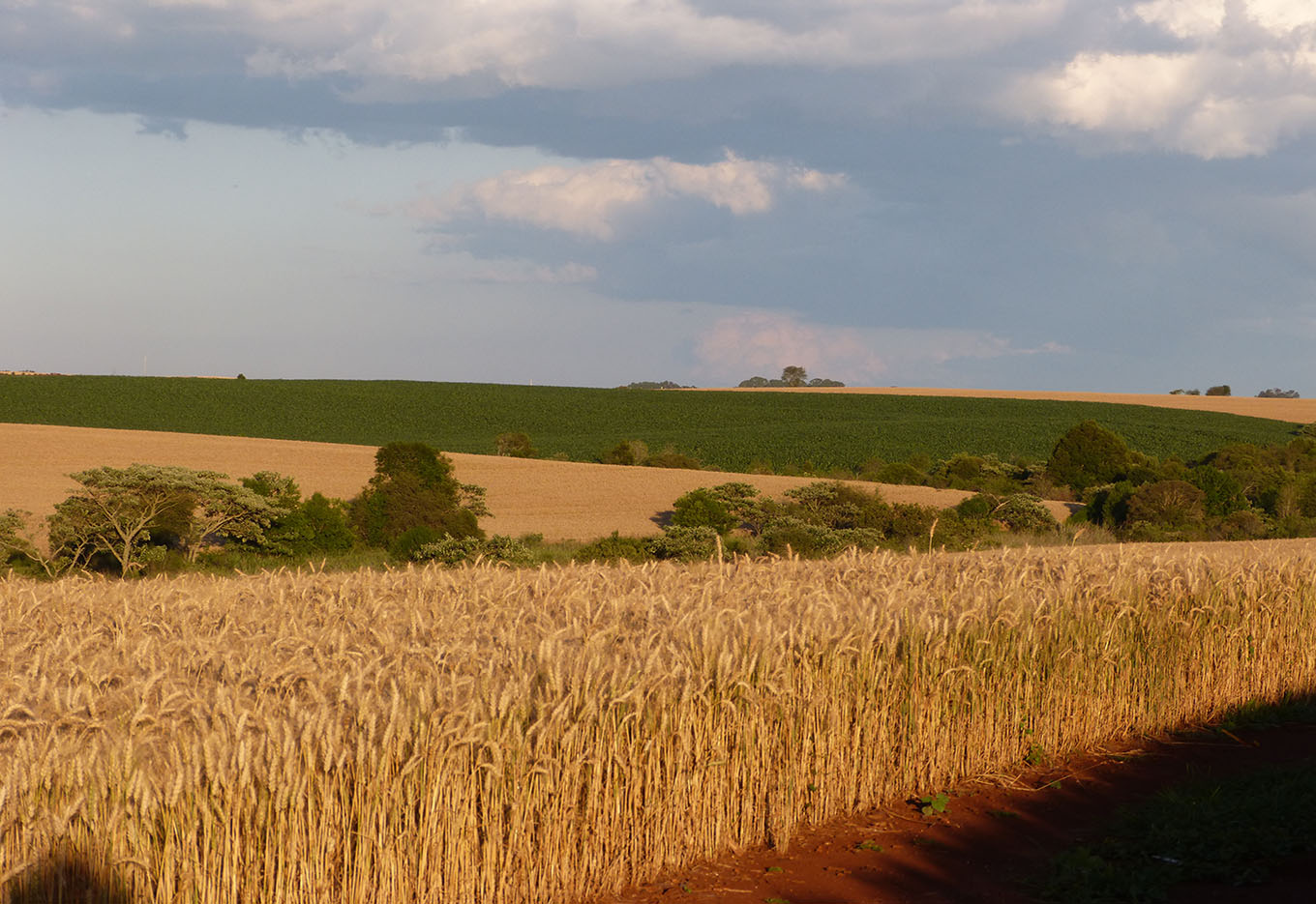 Resultados do ensaio de cultivares em rede reforça importância da adaptabilidade em diferentes regiões